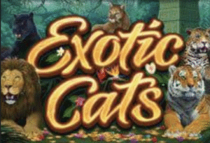 Exotic Cats